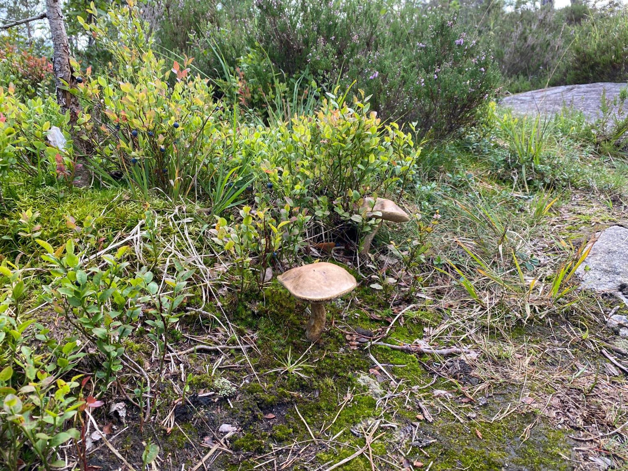 Øyuvstad Hygge Pa Fjelletヴィラ エクステリア 写真